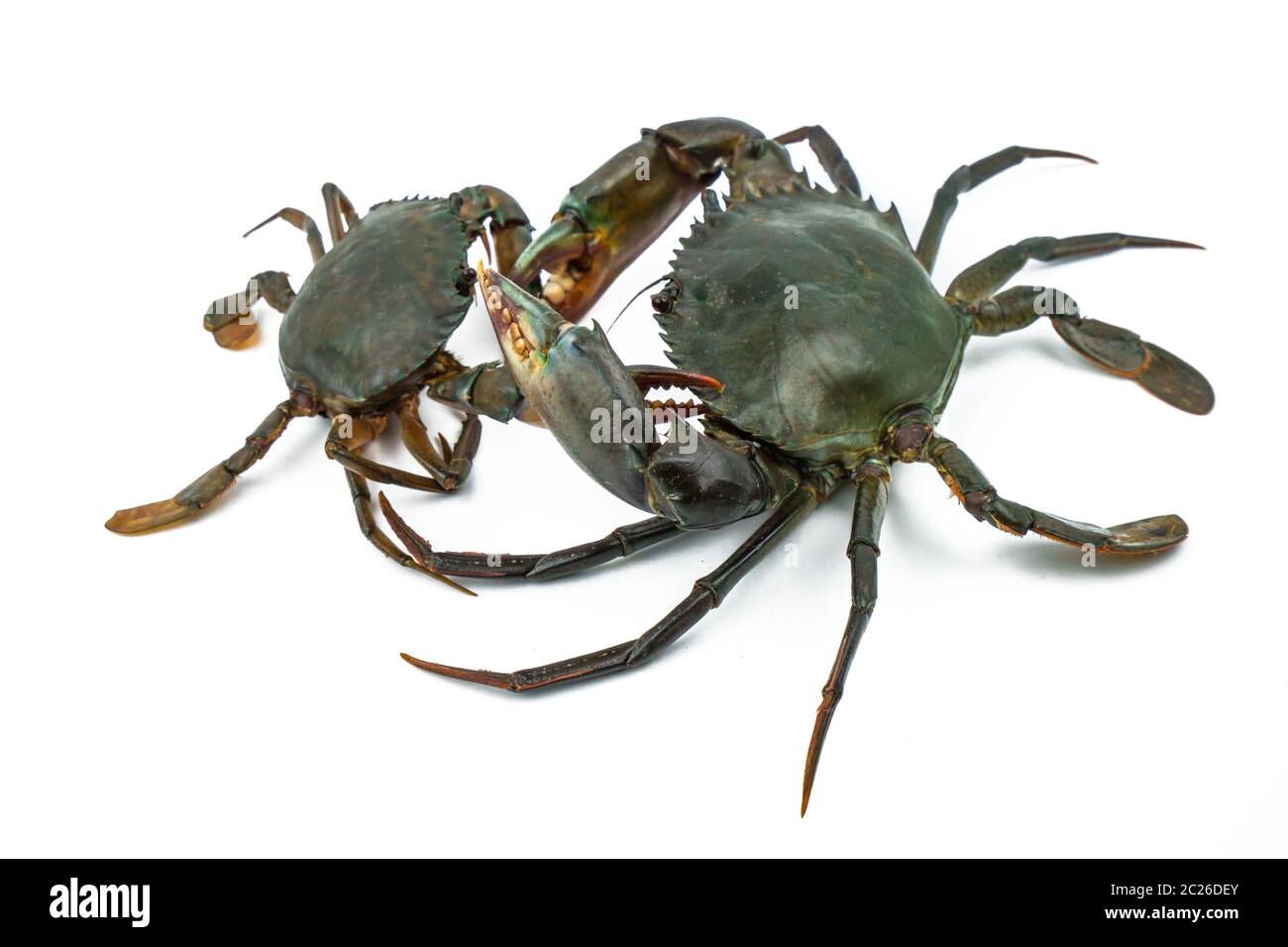 Scylla serrata. Große Krabbe Verwenden Sie die Klaue, um kleine Krabbe isoliert auf weißem Hintergrund zu bekämpfen. Rohstoffe für Meeresfrüchte-Restaurants Konzept. Stockfoto