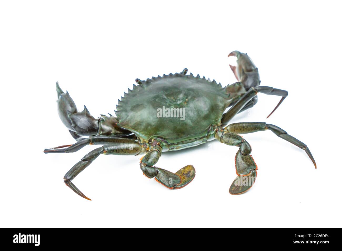 Scylla serrata. Schlammkrabbe isoliert auf weißem Hintergrund mit Kopierraum. Rohstoffe für Meeresfrüchte-Restaurants Konzept. Stockfoto