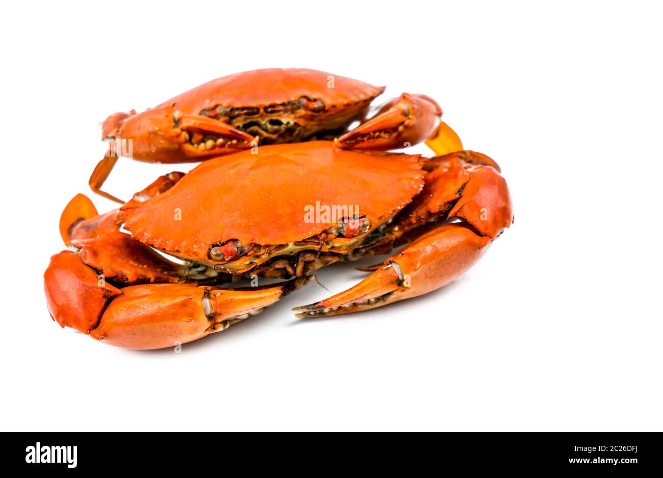 Scylla serrata. Zwei gedünstete Krabben isoliert auf weißem Hintergrund mit Kopierraum. Meeresfrüchte-Restaurants Konzept. Stockfoto