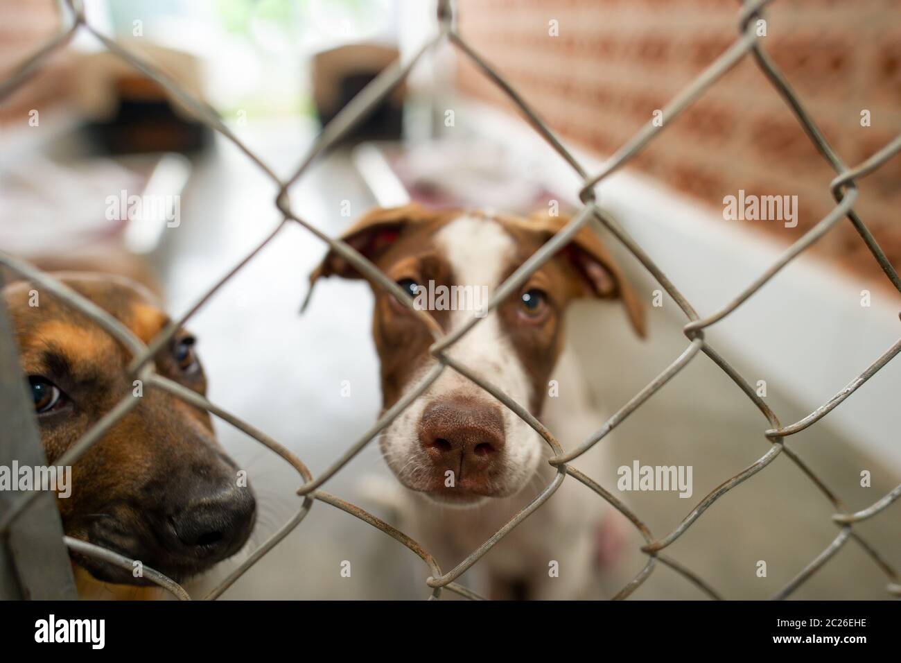 Zwei Rettungshunde in einem Tierheim schauen durch den Zaun Stockfoto