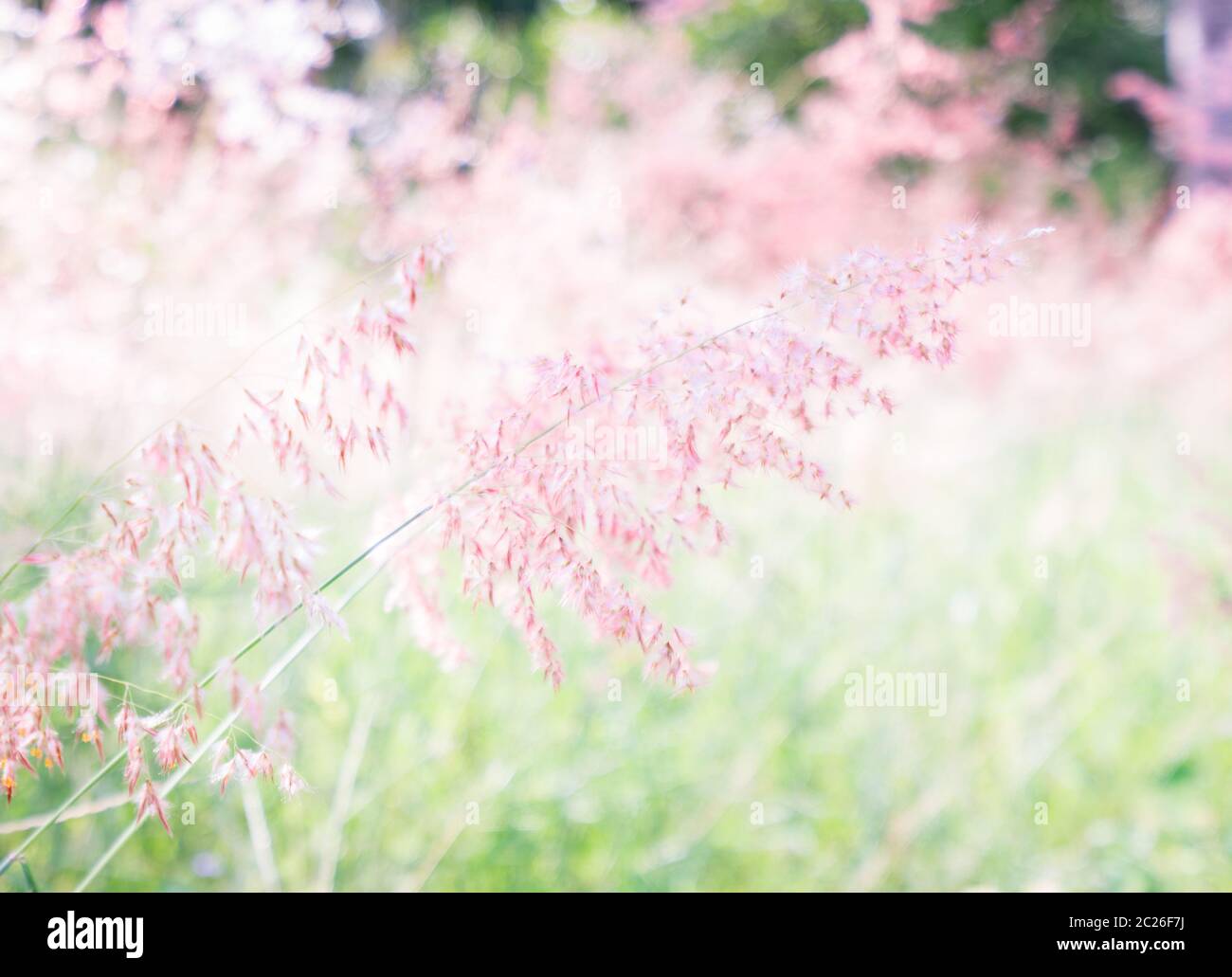 Rosa Blume (Melinis repens) Textur Hintergrund Stockfoto