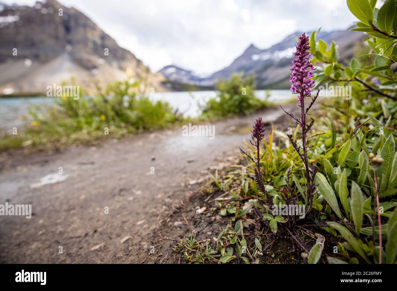 Blumen des Lake Bow im Banff National Park Stockfoto