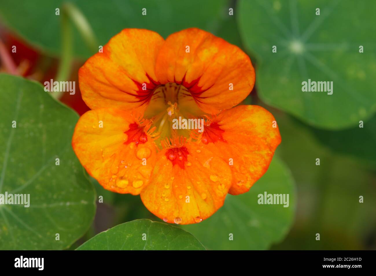 Orangenblühende Kapuzinerkresse Tropeolum majus Stockfoto