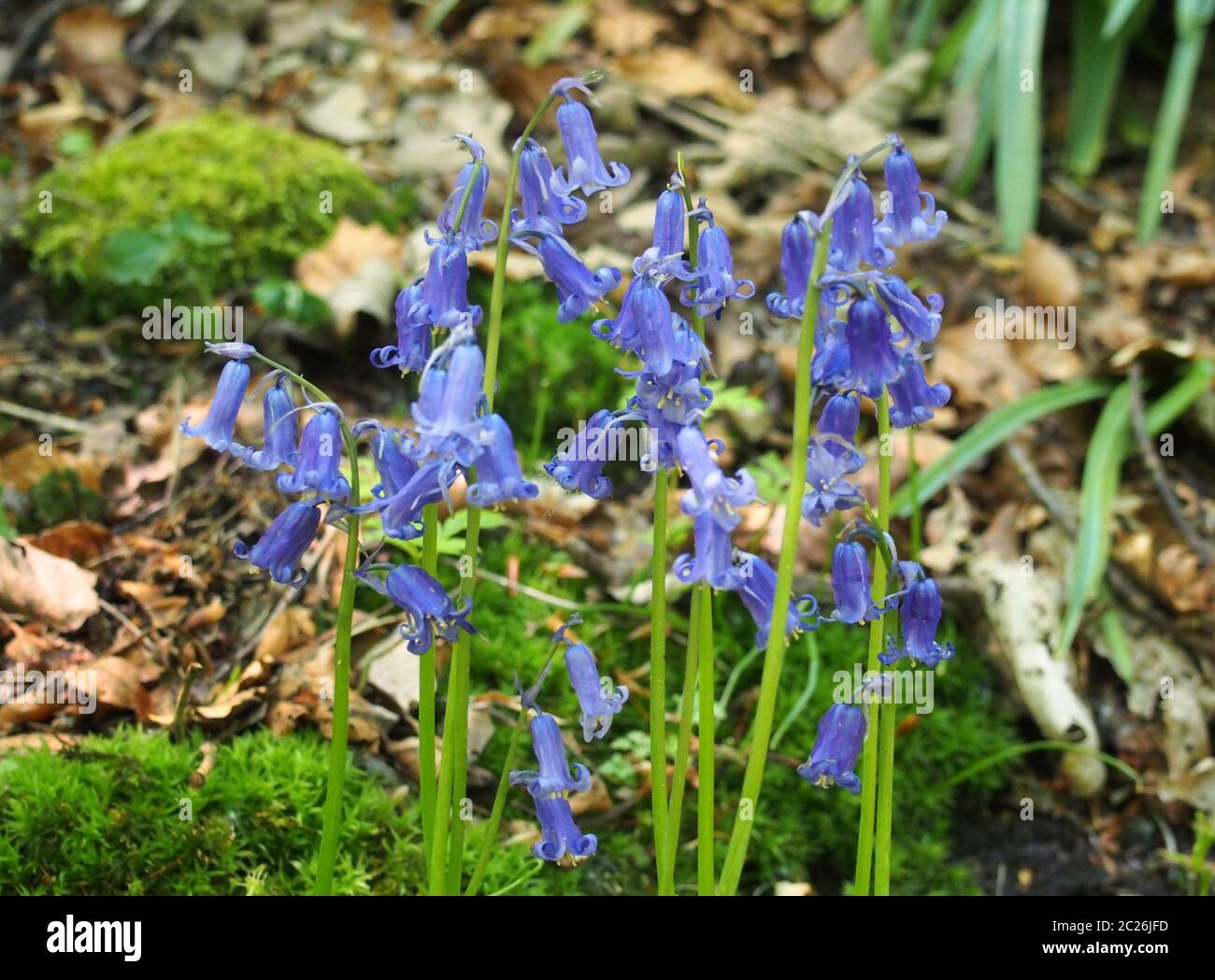 Eine Nahaufnahme von englischen Bluebells im Frühling, die in Wäldern mit Blättern und Moos wachsen Stockfoto