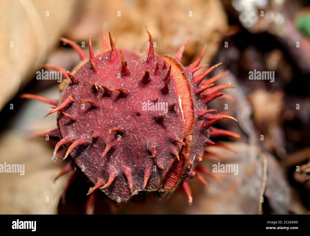 Herbst mit Kastanie Stockfoto