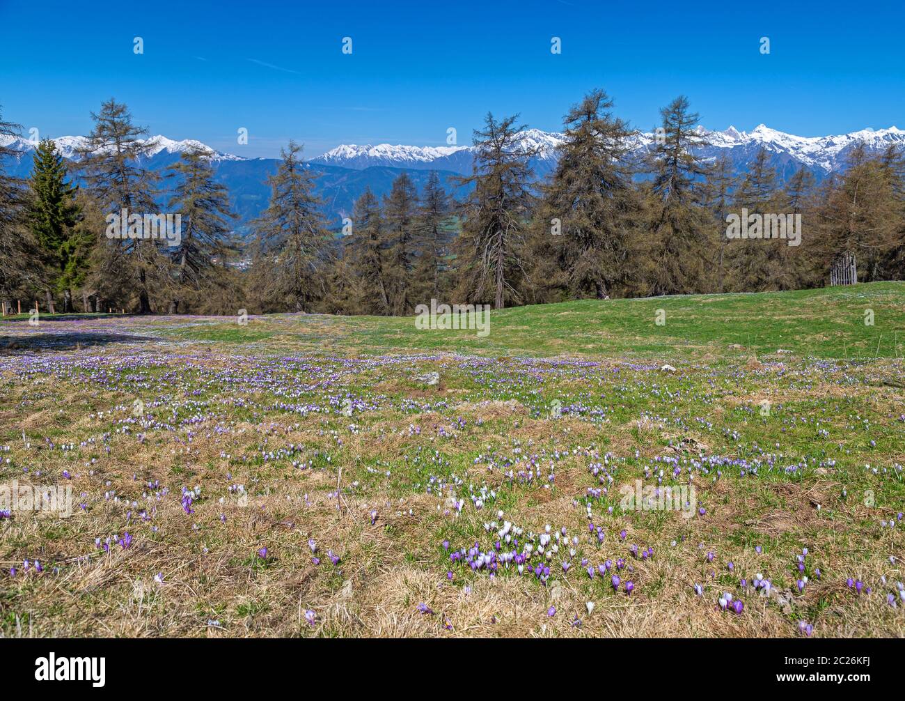 Krokus Blüte Giogo di Luogosanto, Moeltner Joch, Südtirol Stockfoto