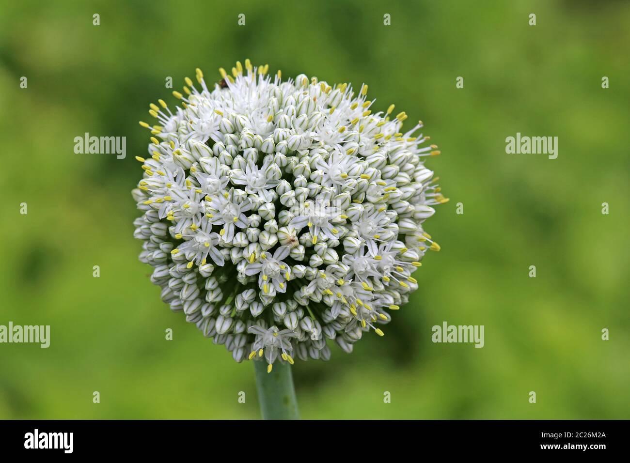 Blühter Blütenstand der Zwiebel Allium cepa Stockfoto
