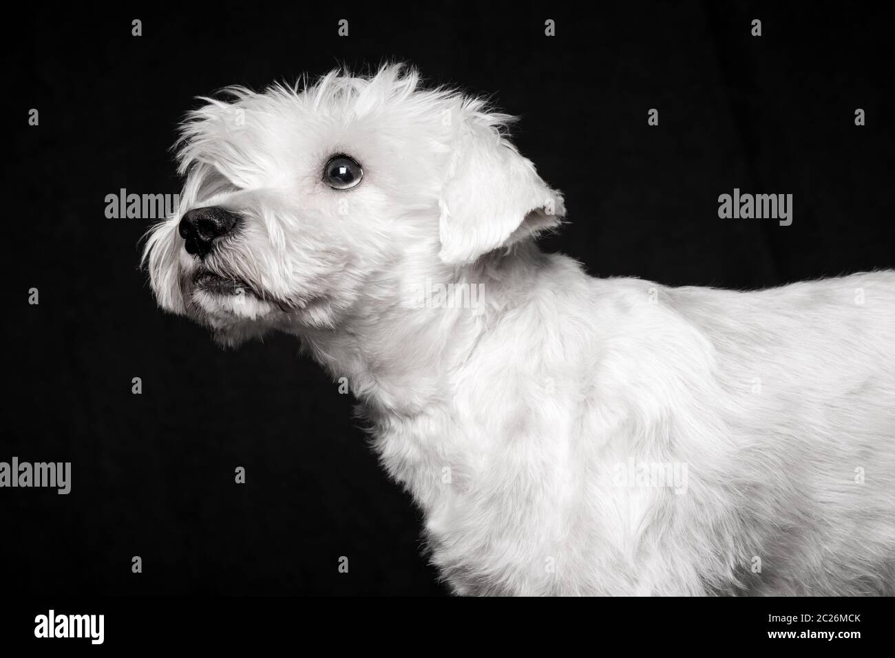 Tierporträt des weißen Schnauzer-Hundes auf schwarzem Hintergrund. Stockfoto