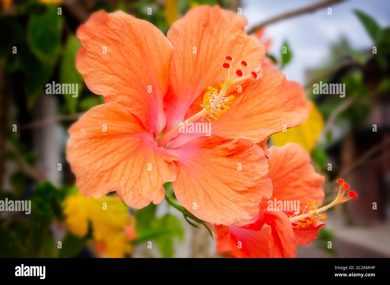 Eine orange Hibiskusblüte, 11. April 2015, in St. Augustine, Florida. Der Hibiskus ist in warmen subtropischen und tropischen Regionen beheimatet. Stockfoto