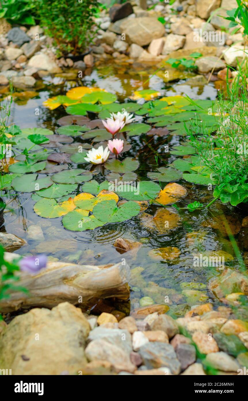 Naturteich im Garten, bio Garten mit watterfall und Seerosen