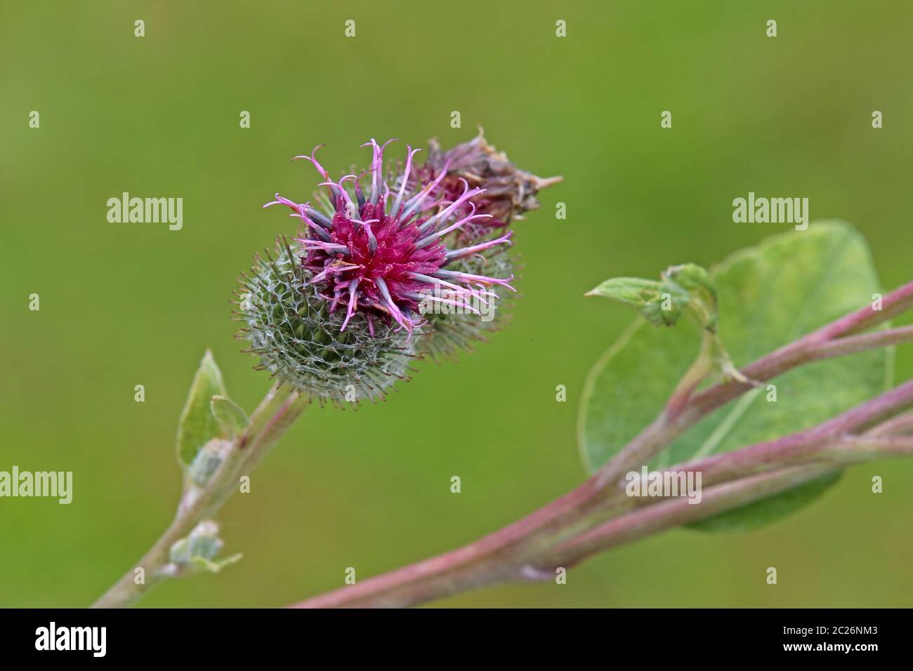 Blütenstand großer Klette Arctium lappa Stockfoto