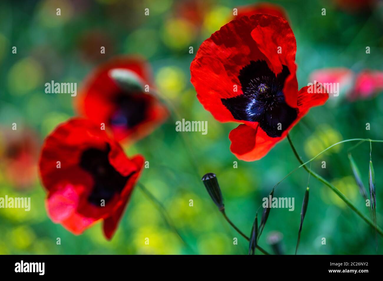 Leuchtend rote Mohnblumen Stockfoto