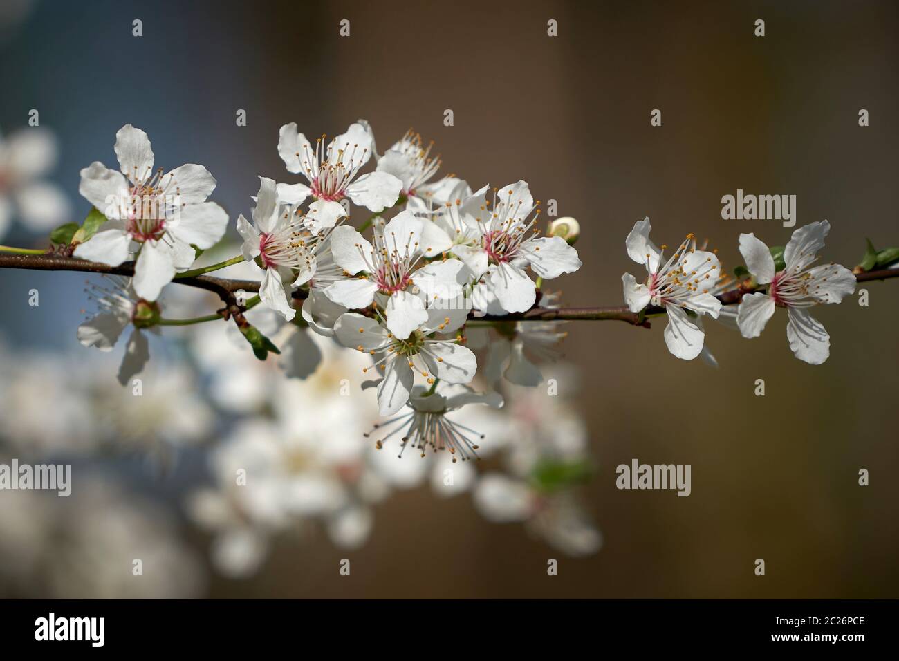 Blüten auf einem wilden Kirschbaum im Frühjahr Stockfoto
