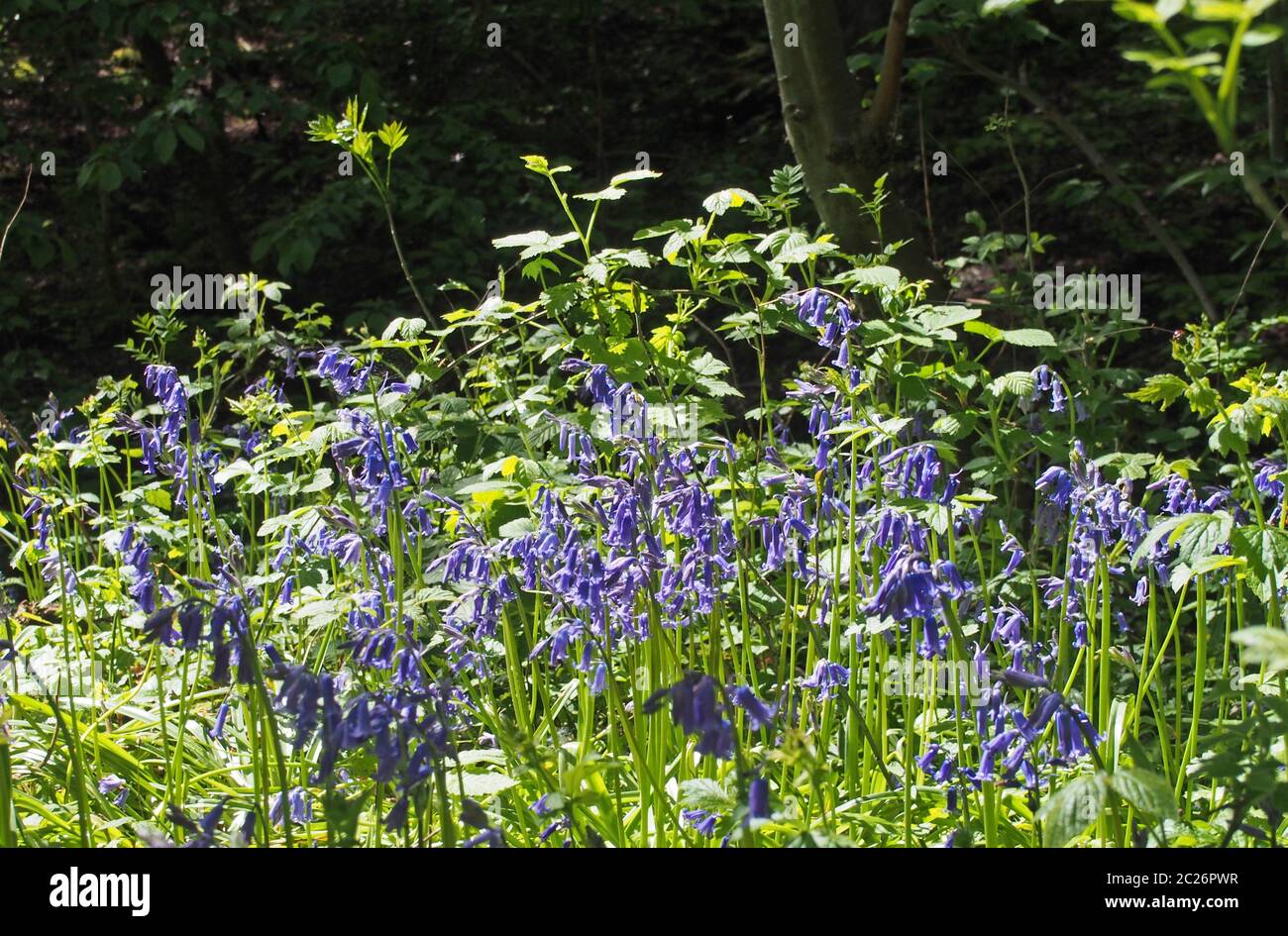 Nahaufnahme von britischen Bluebells, die in hellem Sonnenlicht auf einem verworrenen Waldboden fließen Stockfoto