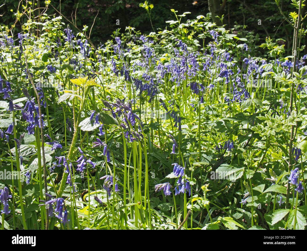 Nahaufnahme von britischen Bluebells, die in hellem Sonnenlicht auf einem verworrenen Waldboden fließen Stockfoto