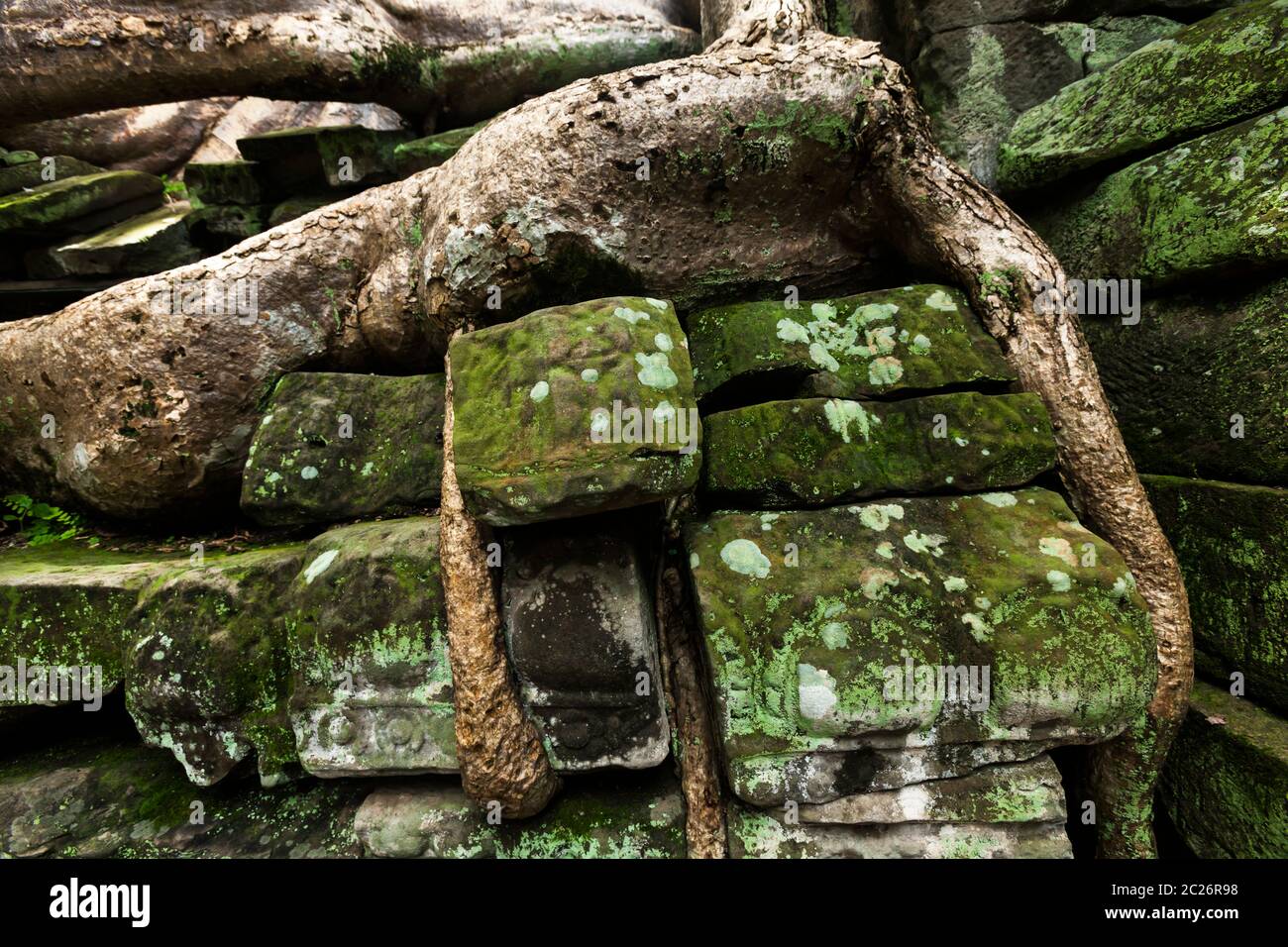 TA Prohm Tempel, von der Wurzel des riesigen Baumes korrodiert, Alter Khmer Tempel, Angkor Archäologischer Park, Siem Reap, Kambodscha, Südostasien, Asien Stockfoto