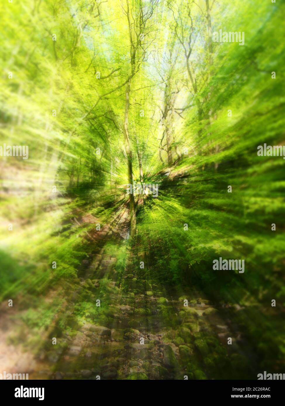 Lebendige Frühling grün abstrakt Zoom Weichzeichnung von Waldbäumen und Blättern Stockfoto