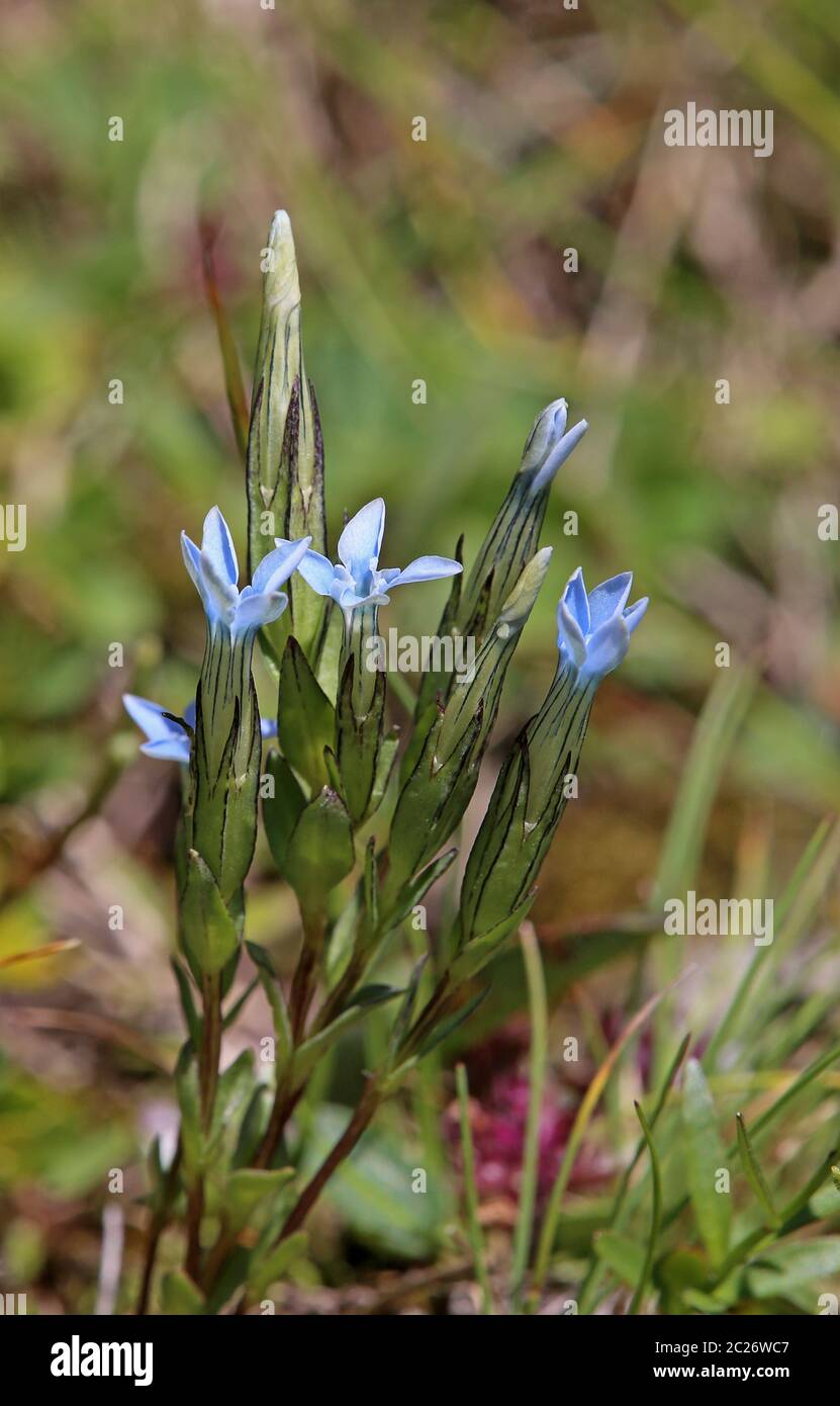 Blühender Schnee Gentiana nivalis Stockfoto