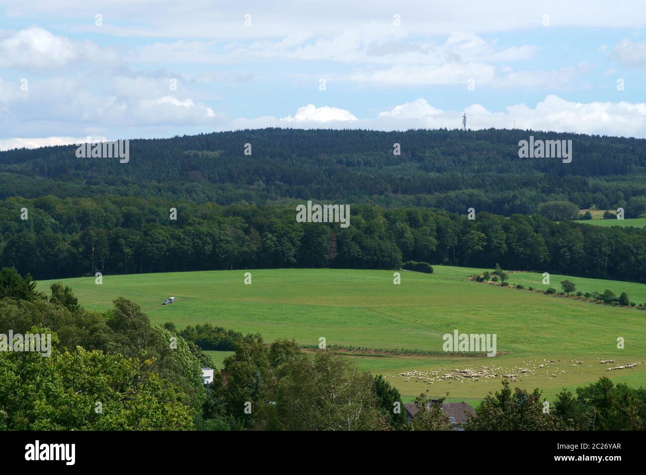 Schafe weiden, in einem Tal in Taunusstein mit Bergen aus dem Taunus im Hintergrund. Stockfoto