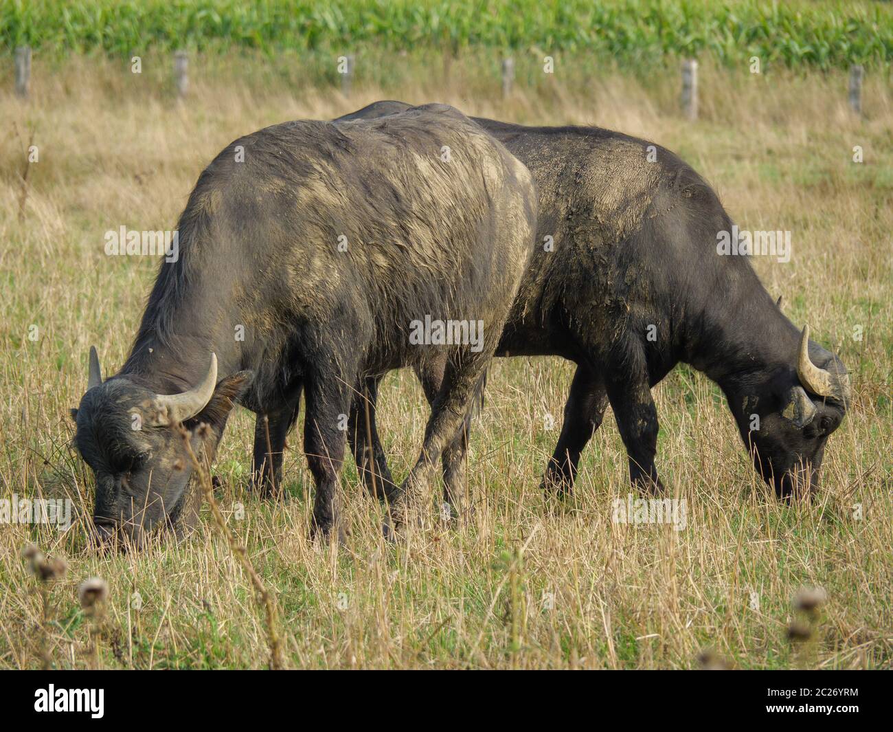 Büffel im gerrman münsterland Stockfoto