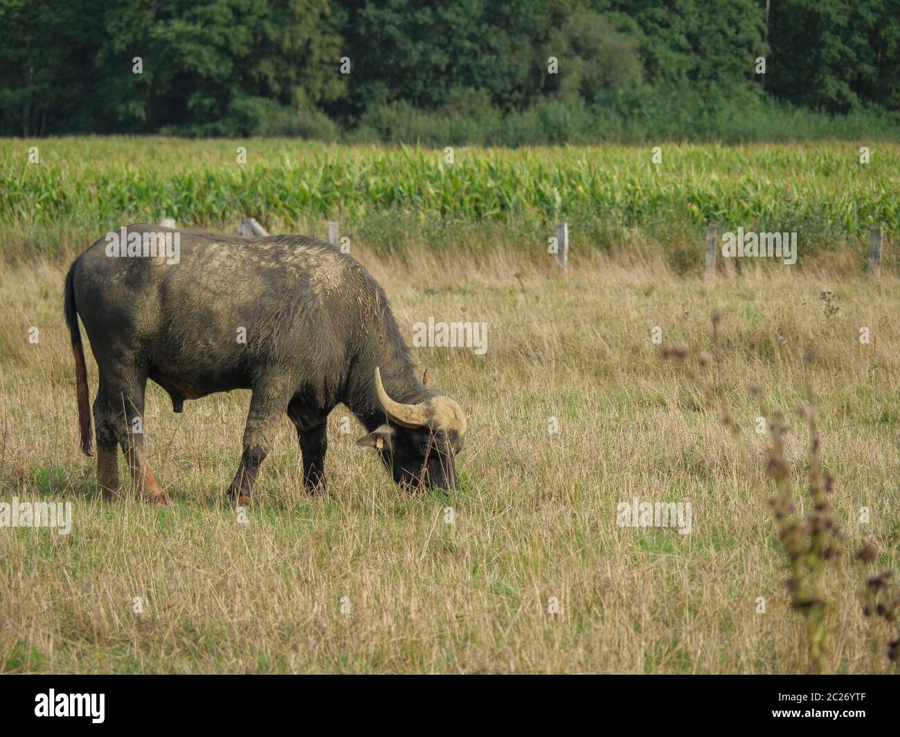 Büffel im gerrman münsterland Stockfoto
