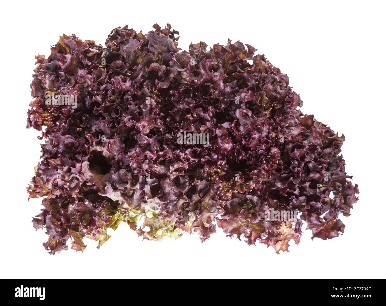 Laub von frischem Lollo Rosso Salat auf weißem Hintergrund Stockfoto