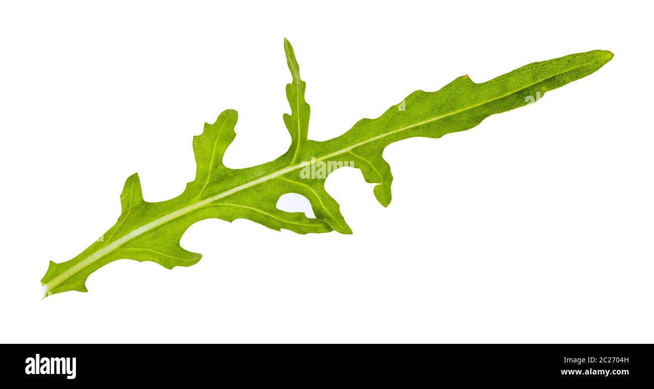 Frische grüne Blätter Rucola (rauke, Rucola eruca,) Kraut auf weißem Hintergrund Stockfoto