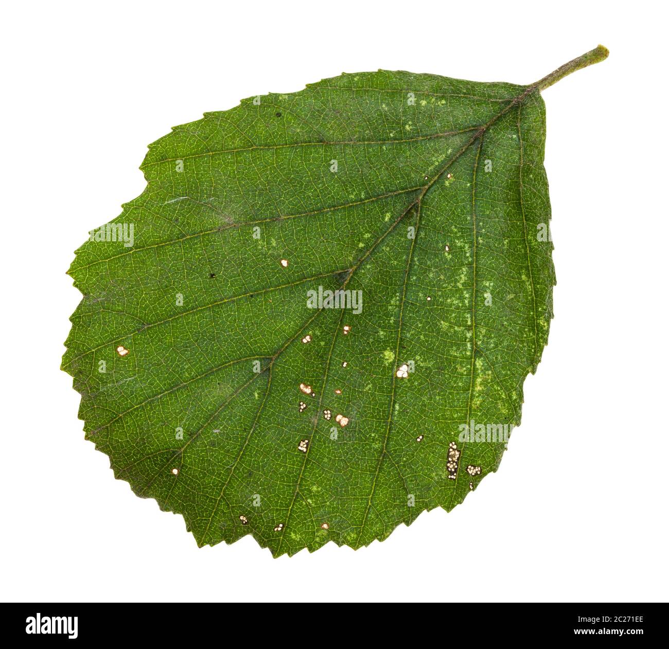 Kranke grün Blatt von Erle auf weißem Hintergrund Stockfoto