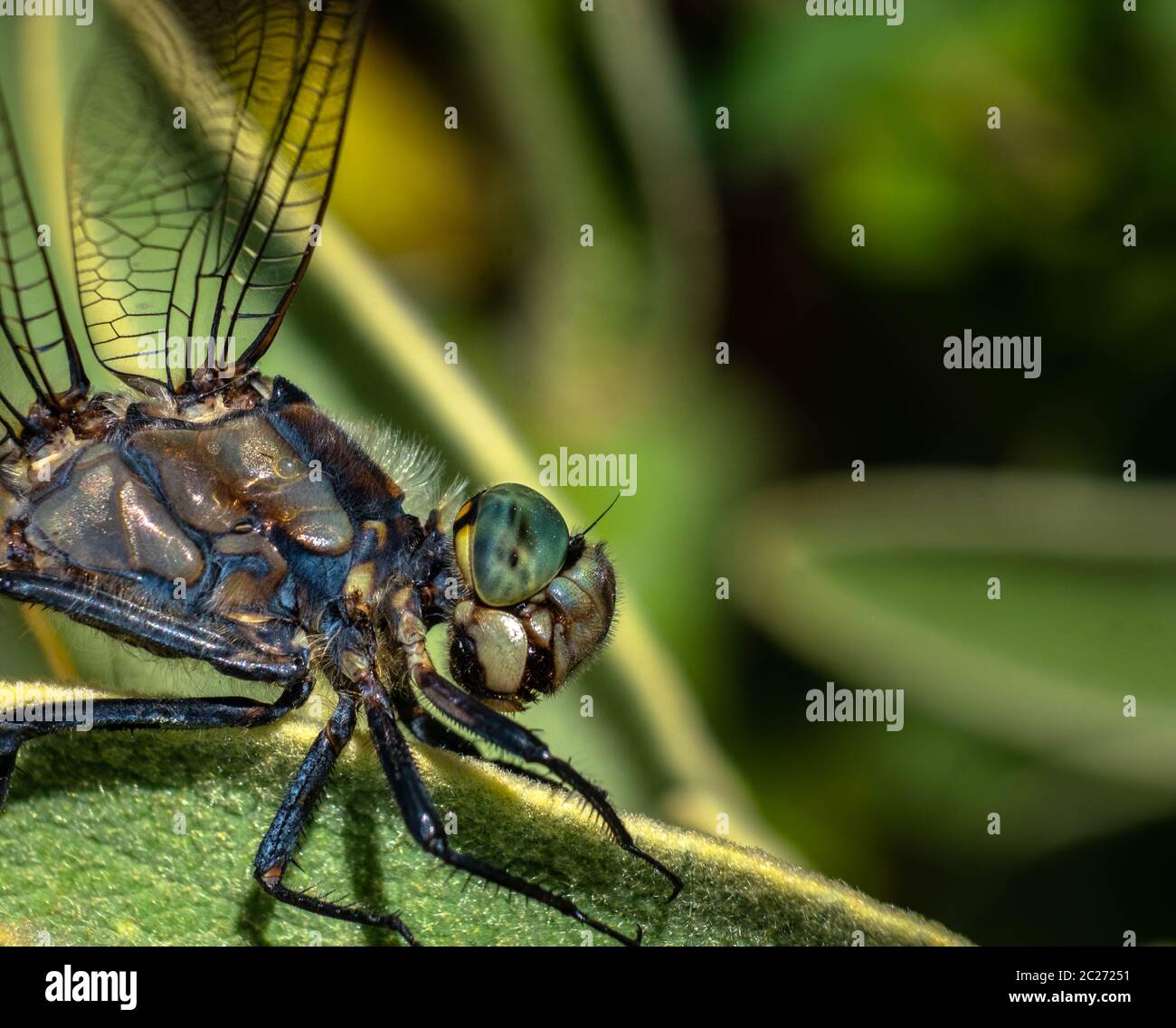 Extrem nahe und detailreiche Aufnahmen von Libelle. Das Gesicht einer Schattendarner Libelle, fotografiert in Griechenland. Stockfoto