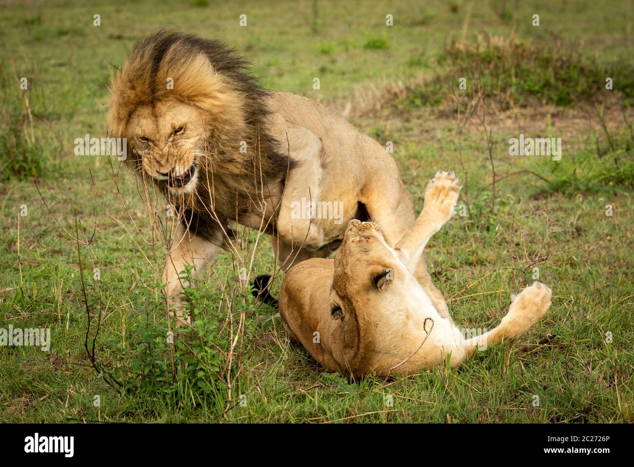Männliche Löwe springt ab Löwin nach der Paarung Stockfoto
