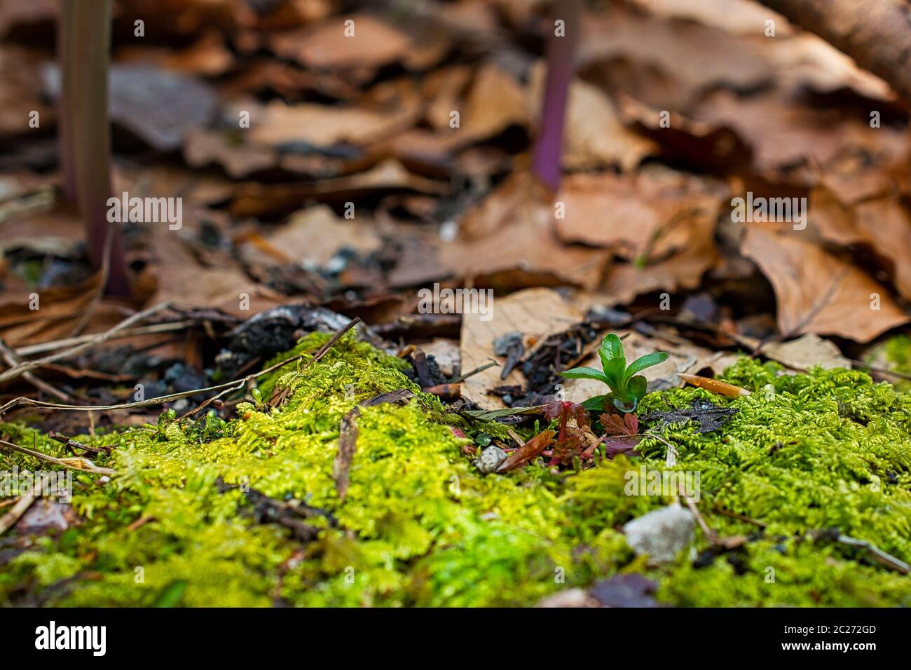 Waldboden Foto mit grünen Flechten Hintergrund und Baum Blätter Stockfoto