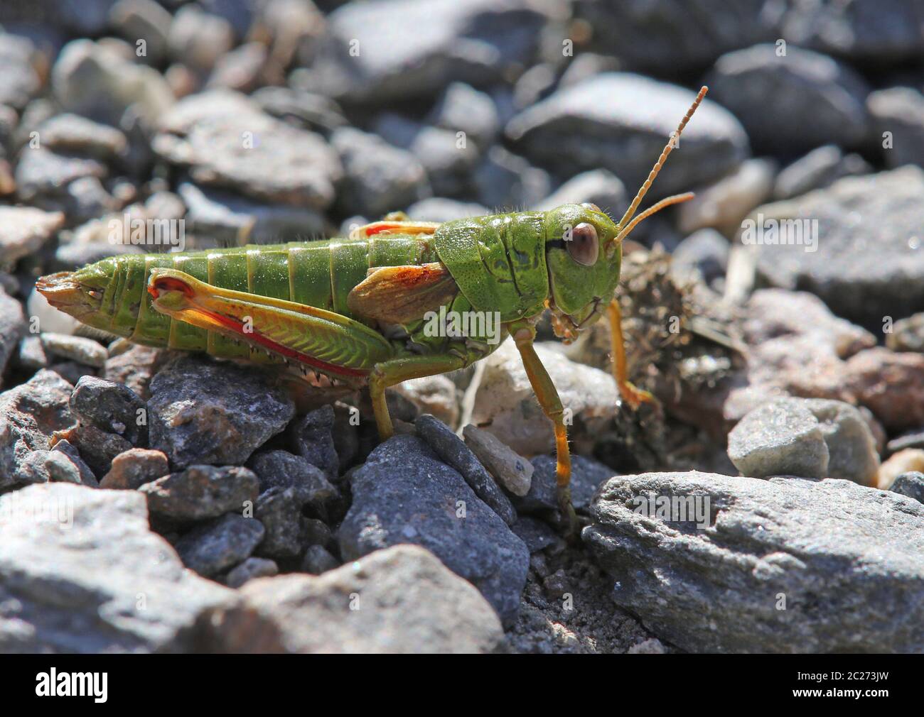 Alpiner Bergschreck Miramella alpina aus dem Oberpinzgau Stockfoto