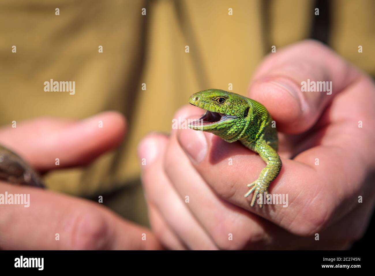 Männliche Zauneidechse in der Hand Stockfoto