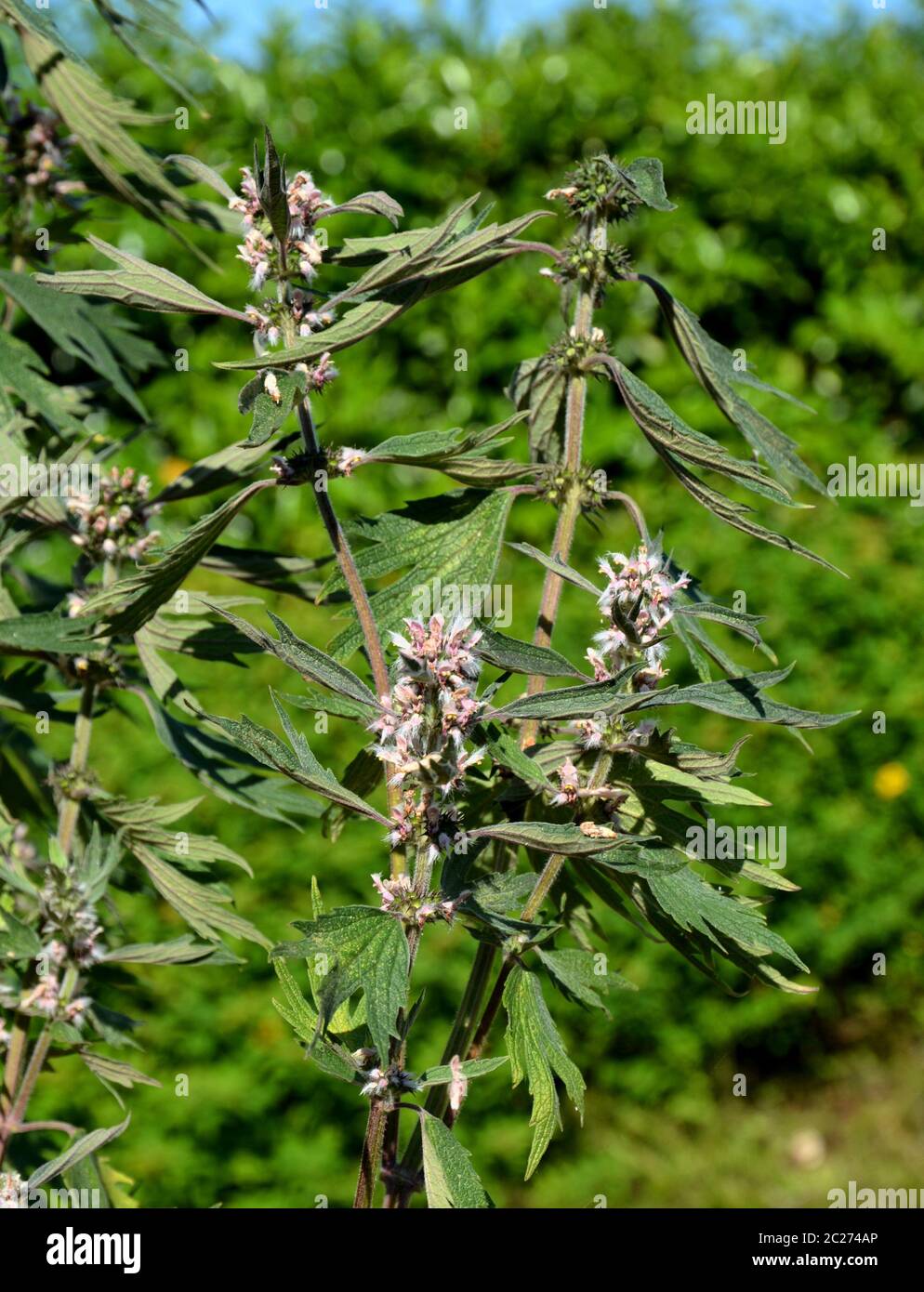 Motherwort Stockfoto