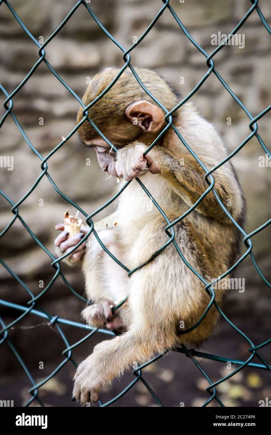 Porträt eines kleinen Affen Stockfoto