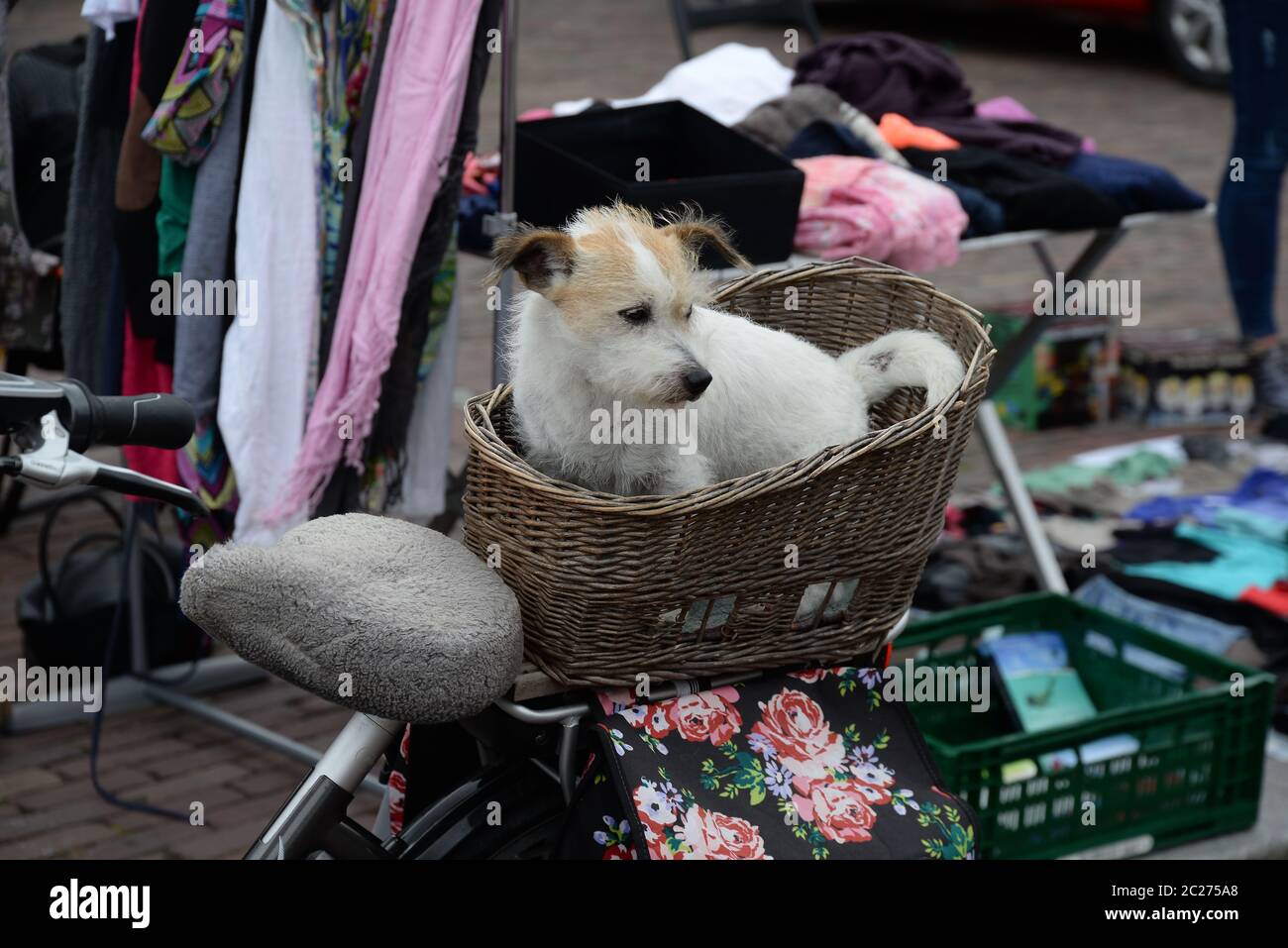 Hund in einem Fahrradkorb Stockfoto