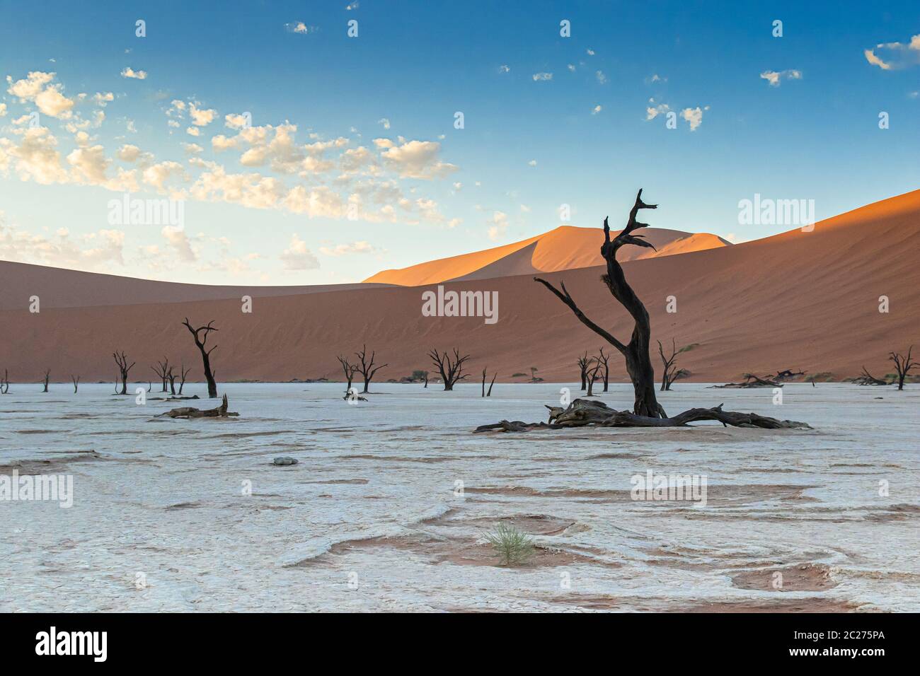 Deadvlei im Namib-Naukluft Nationalpark von Namibia Stockfoto