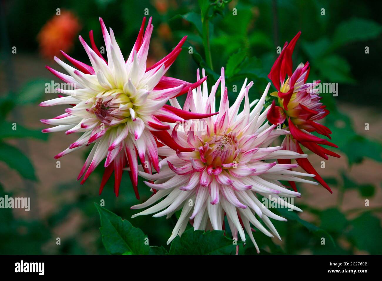 Garten-Dahlie-Hybride Sorbet (Dahlia x hortensis) Stockfoto