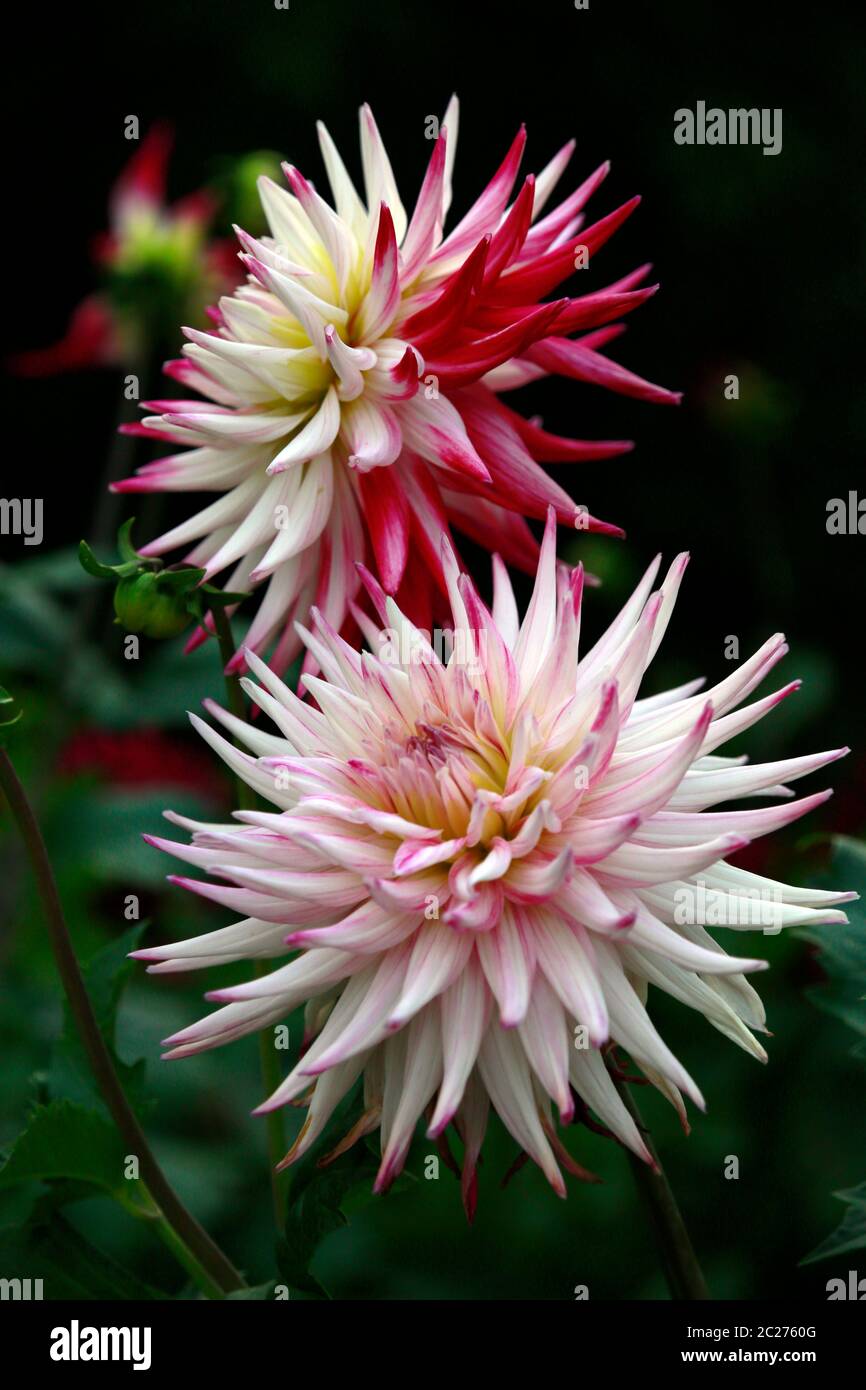 Garten-Dahlie-Hybride Sorbet (Dahlia x hortensis) Stockfoto