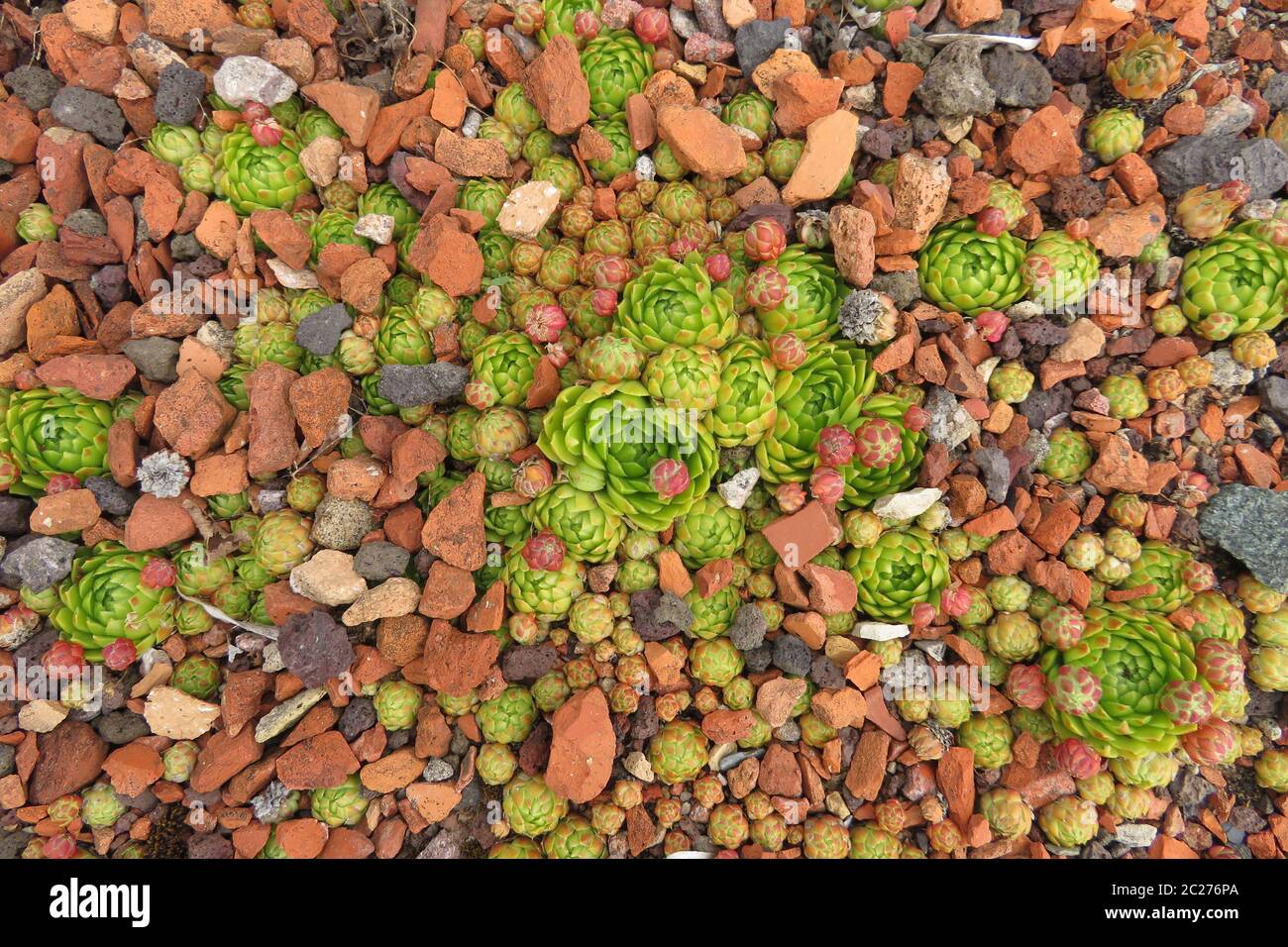 Natürlicher Hintergrund - farbenfrohe Bodenabdeckung Stockfoto