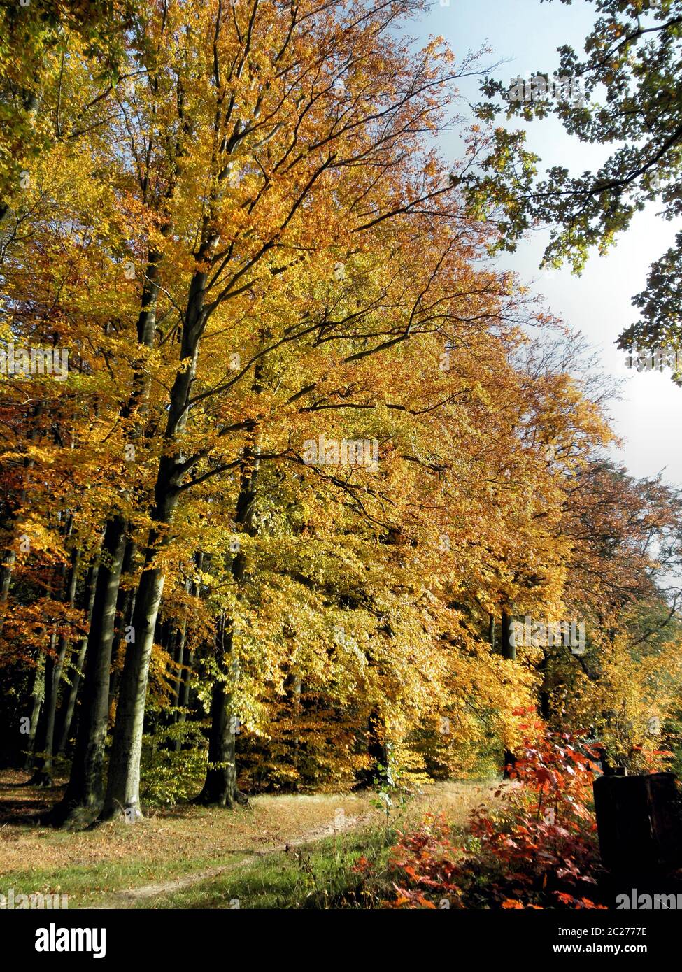 Ein Weg am Rand eines bunten Herbstwaldes; sonniger Tag EIN Weg am Rande eines bunten Herbstwaldes, sonniger Herbsttag Stockfoto