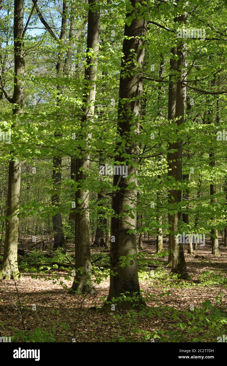 Frühlingswald Stockfoto