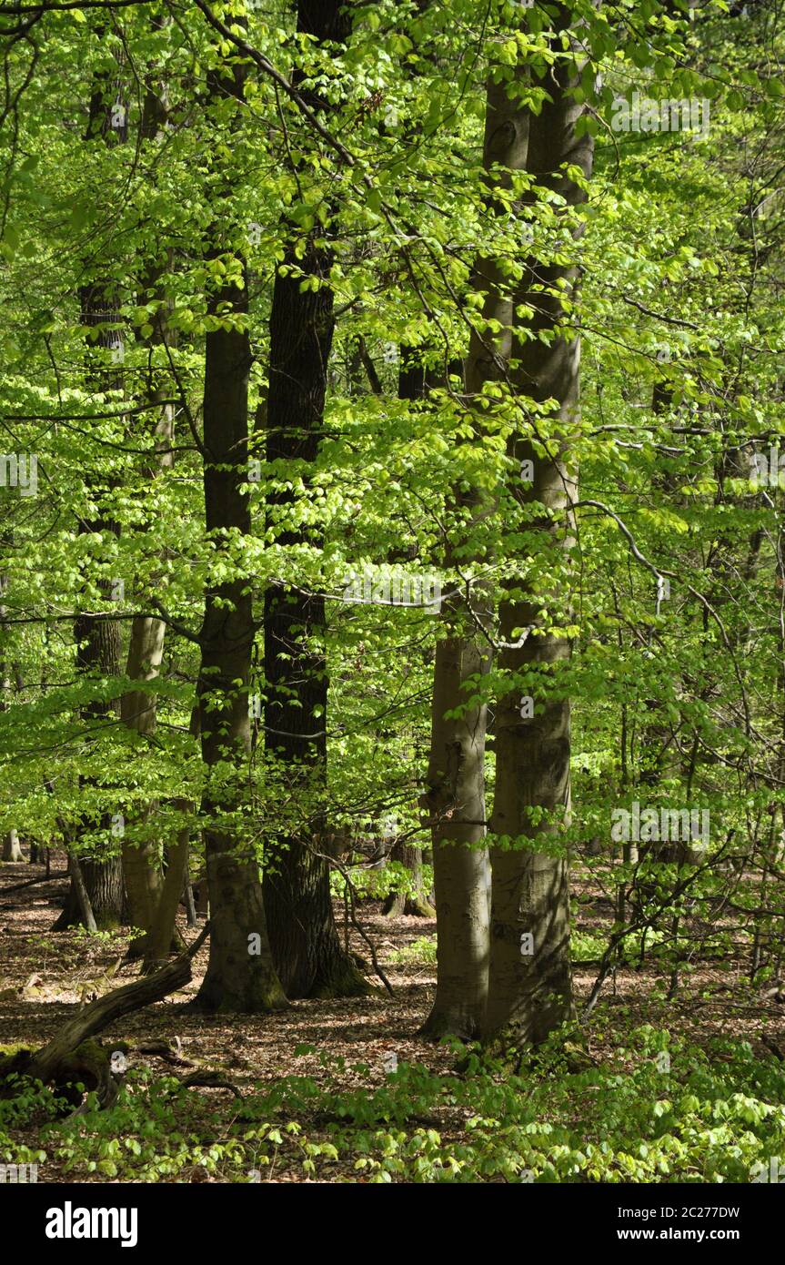 Frühlingswald Stockfoto
