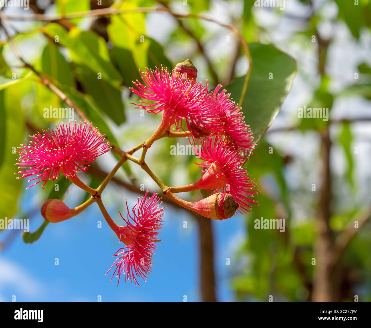 Blühende Blütenstände von Corymbia ptychocarpa, bekannt als Swamp Bloodwood in Australien Stockfoto
