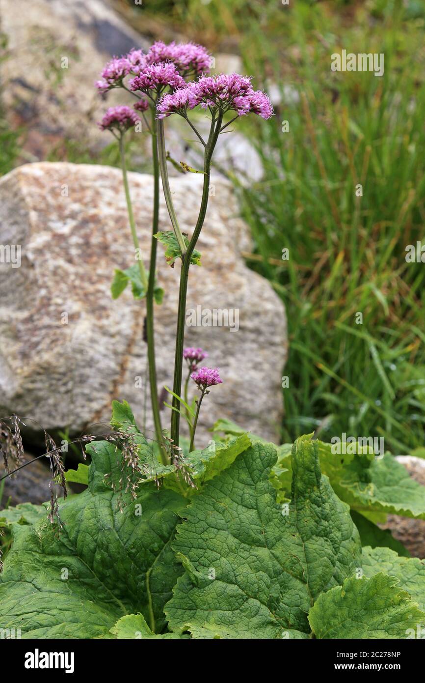 Pflanzenportrait Grauer Alpendost Adenostyles alliariae Stockfotografie -  Alamy