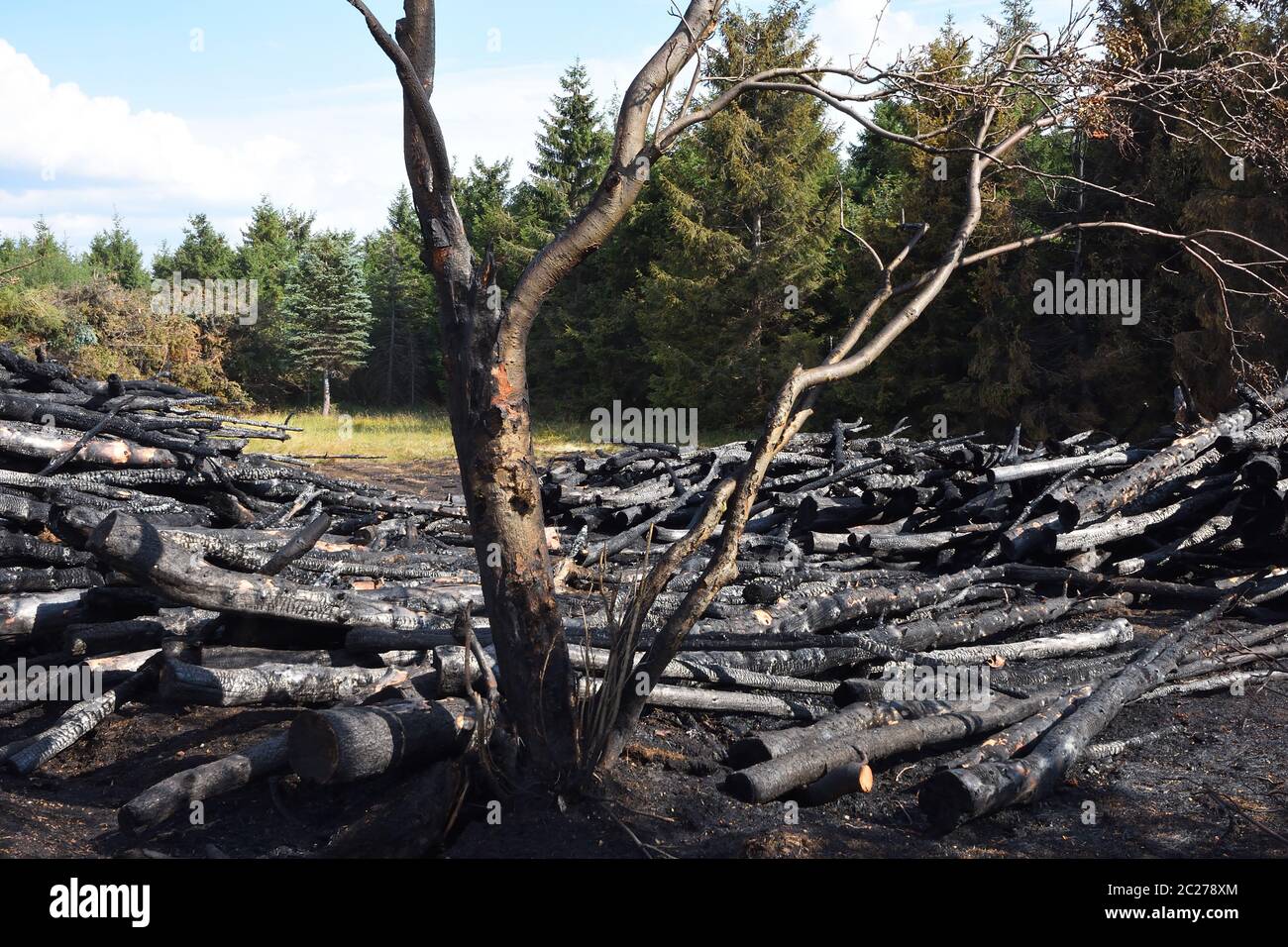 Brandstiftung am Waldrand Stockfoto