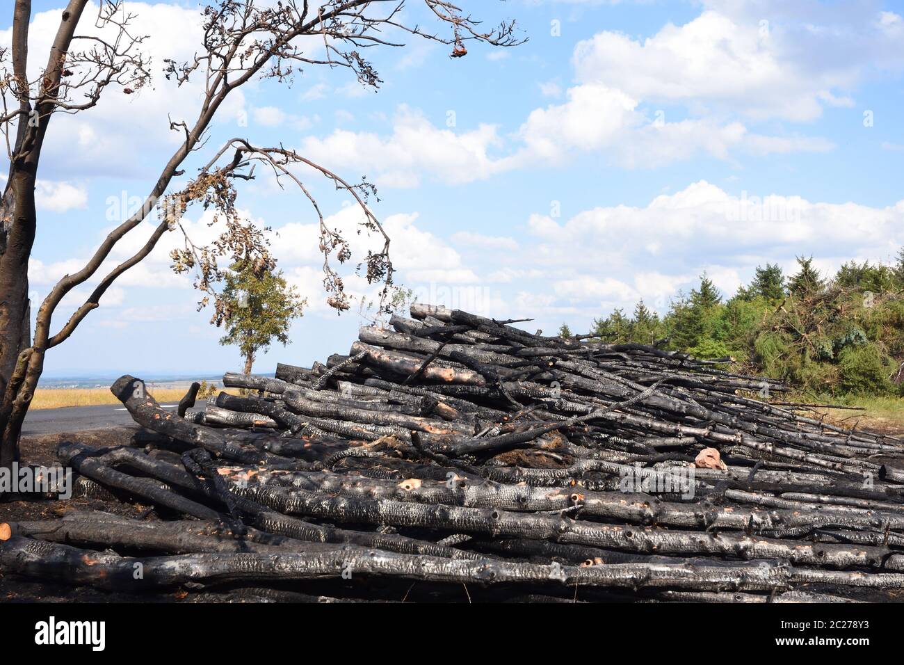 Brandstiftung am Waldrand Stockfoto