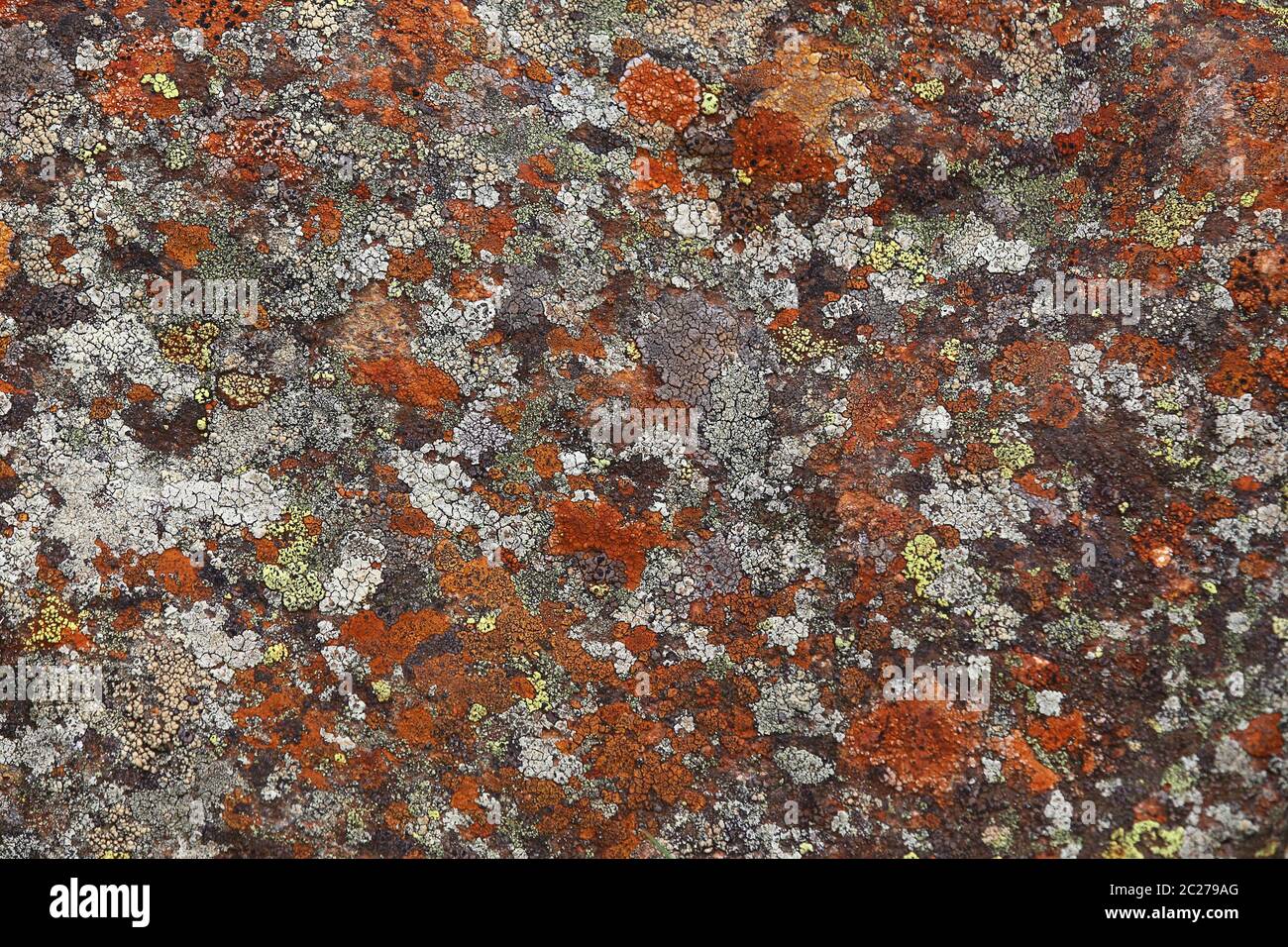 Flechten wachsen auf Felsen im Felbertal bei Mittersill Stockfoto