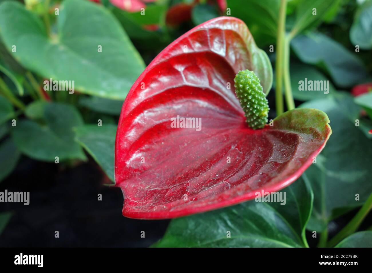 Flamingo Blumen Stockfoto