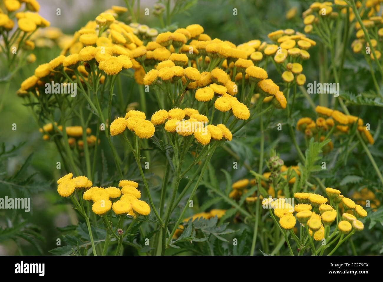 Blütenstände bei Rainfarn Tanacetum vulgare Stockfoto